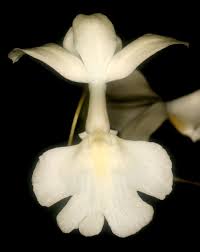 Image result for Cardiochilos williamsonii