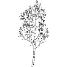 Other representation of the tree in body art includes: Grafiktree02 3d Model Birch Tree Tattoos Tree Tattoo Small Aspen Trees Tattoo