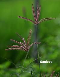 Image result for Chloris roxburghiana