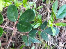 Image result for Rhoicissus digitata