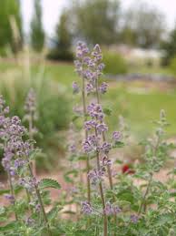 Image result for Nepeta × faassenii