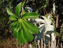 Image result for Cecropia pachystachya