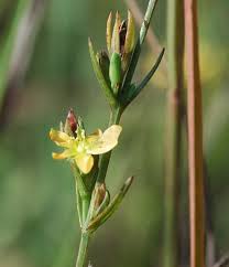 Image result for Ludwigia stenorraphe