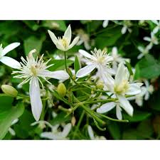 Image result for Cestrum nocturnum