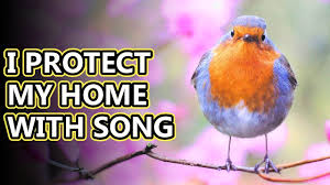 It depends on how close the goblins live to the player characters. European Robin Facts Robin Redbreasts Animal Fact Files Youtube