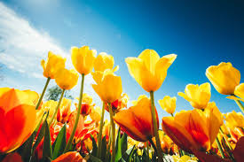 Happy first day of spring. Happy First Day Of Spring Here S What You Need To Know About The Vernal Equinox New York Daily News