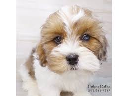Puppies availability tpage updated 2/12/21. Shih Poo Puppies Petland Dallas Tx Shih Poo Shih Poo Puppies Dogs