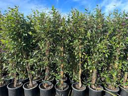 Image result for Hardenbergia