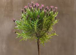 Lavendel Baum Lavendel Als Baumchen Fur Beet Topf Lavendel Baum Lavendel Pflanzen