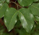 Image result for Guibourtia schliebenii