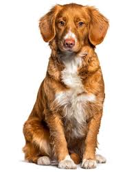 Image result for nova scotia duck tolling retrívr