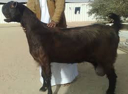 Labbaik goat farm sindhipuara pipar city jodhpur 16.921 views2 year ago. All You Need To Know About Deonar Bakra Mandi 2020 Farmingx