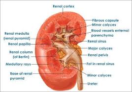Kidney Structure Kidney Failure Treatment Losing Friends Kidney