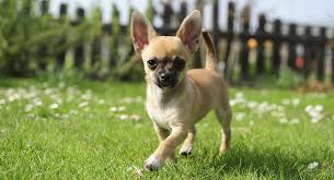 Greatbigcanvas.com has been visited by 100k+ users in the past month Chihuahua Dog Breed Information A Guide To The World S Smallest Dog