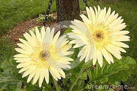 Yellow Gerbera Daisy Fresh After The Rain Rain Drops Bead Up On The Leaves And Flower Petals The Scientific Name Of Gerbera Gerbera Daisy Gerbera Jamesonii