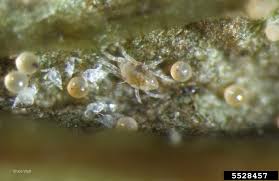 Image result for spotted spider mite