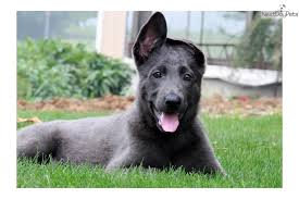 … is a cuddly little puppy which is looking for someone to adopt him. Blue German Shepherd German Shepherd Puppy For Sale Near Lancaster Pennsylvania Fa4f9c6 Blue German Shepherd German Shepherd Funny German Shepherd Puppies