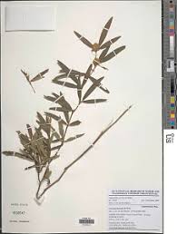 Image result for Eriosema laurentii