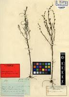 Image result for Micrargeria