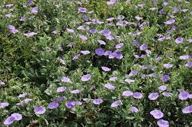 Image result for Convolvulus ocellatus