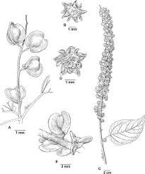 Image result for Gouania scandens