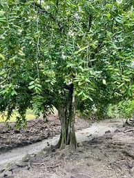 Image result for Berchemia discolor