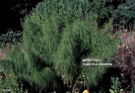 Image result for Restionaceae