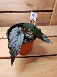 Angel wing begonia plant care tips. Begonia Linda Dawn Hometown Collective
