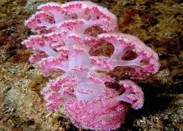 Image result for Sarcophyte piriei