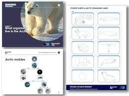 Adaptations What Animals Live In The Arctic Ks2 Science Teaching Resources