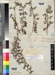 Image result for Indigofera microcarpa