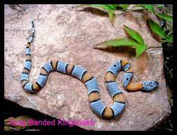 California King Snake Cute Snake California King Snake Pet Snake