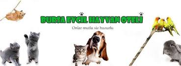 Bursa Evcil Hayvan Oteli Home Facebook