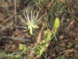 Image result for Maerua juncea