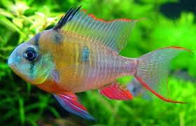 Pilihlah tanaman air tawar yang memiliki warna hijau. Ram Chiclid Mikrogeophagus Ramirezi From South America Tropical Fish Pictures Freshwater Aquarium Fish Aquarium Fish