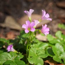 Image result for Emilia violacea