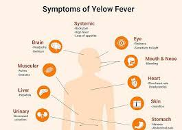 Image result for Yellow Fever