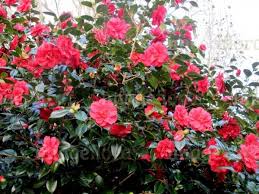 Image Of Camellia Japonica Mercury Rosy Red Large Double Flowers Planting Flowers Japonica Flowers