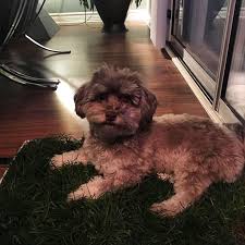 Training A Dog To Use Pee Pads Will Give Your Mind A Relaxation And Also It Will Help Your Dog During Emergency Situations Or Wh Pee Pads Dog Pee Pads Dog