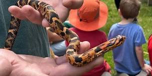 Snakes of New England and the World