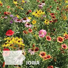 Lawn seed, turf grass seed, and premium prairie wildflower seed mixes for large and small landscaping projects. Iowa Blend Wildflower Seed Urban Farmer