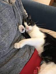 super duper cute kittens cute animals cat lovers cute cats