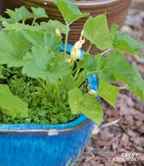 What can you plant next to zucchini? Zucchini Companion Plants For The Vegetable Garden