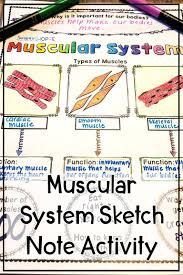 Muscular System Review Activity For Muscles Muscular System Activities Muscular System Muscular System Project