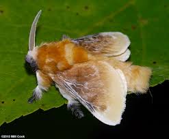 We did not find results for: Megalopyge Opercularis Southern Flannel Moth