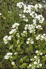 Image result for Xylopia collina