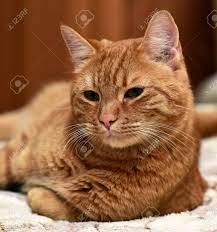 ソファの上に横たわる大赤猫の写真素材・画像素材 Image 87487911