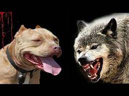 kurt ile kopek arasindaki inanilmaz farklar kangal kurt bogusmasi dovusleri hakkinda dog vs wolf youtube pitbull mom wolf dog pitbull puppy