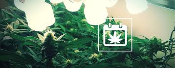 Wenn du dein cannabis früher ernten musst… unterschiede zwischen hanf und marihuana. Fortlaufendes Ernten Wie Man Das Ganze Jahr Uber Cannabis Erntet Zamnesia Blog
