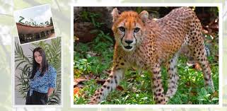 Horeee hari ini kita jalan2 gaes ke zoo negara malaysia , tiket masuk itu 61rm (bisa beli di traveloka utk harga yg lebih. Covid 19 Sharifah Sakinah Prihatin Nasib Haiwan Di Zoo Negara